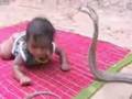 King COBRA and little baby - INDIA